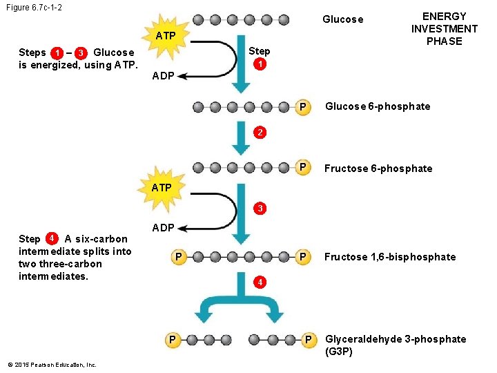Figure 6. 7 c-1 -2 Glucose ATP Steps 1 – 3 Glucose is energized,