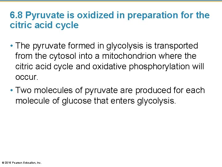 6. 8 Pyruvate is oxidized in preparation for the citric acid cycle • The