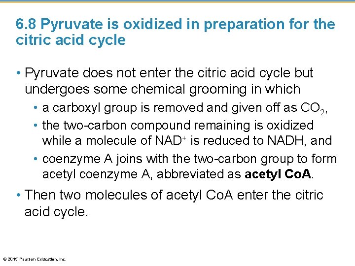 6. 8 Pyruvate is oxidized in preparation for the citric acid cycle • Pyruvate