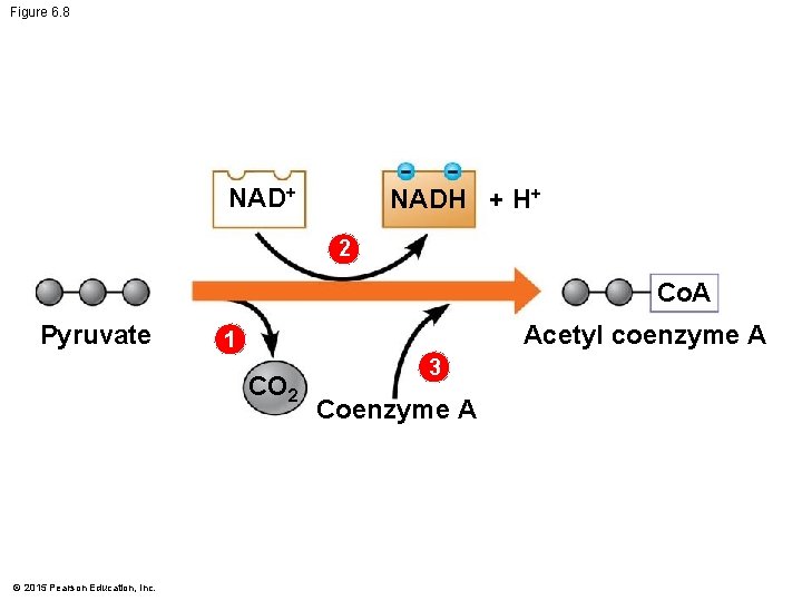 Figure 6. 8 NAD+ NADH + H+ 2 Co. A Pyruvate Acetyl coenzyme A