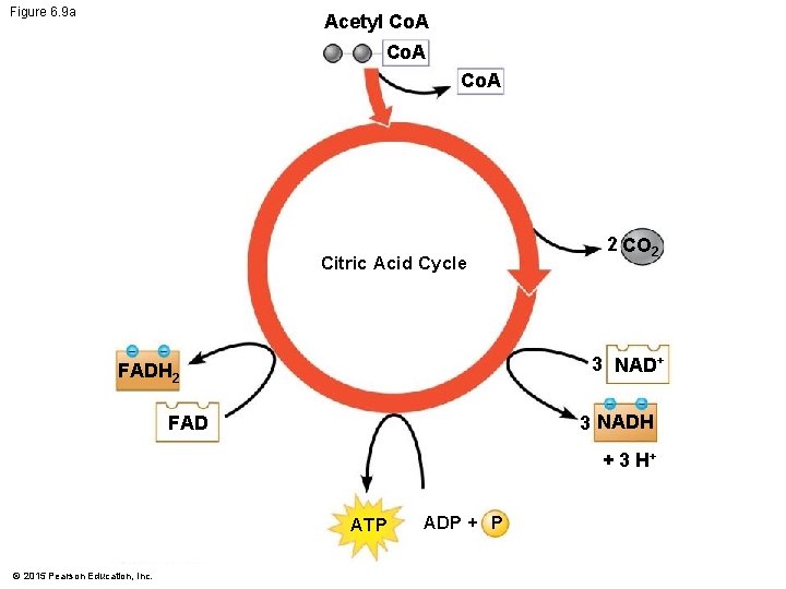 Figure 6. 9 a Acetyl Co. A Citric Acid Cycle 2 CO 2 3