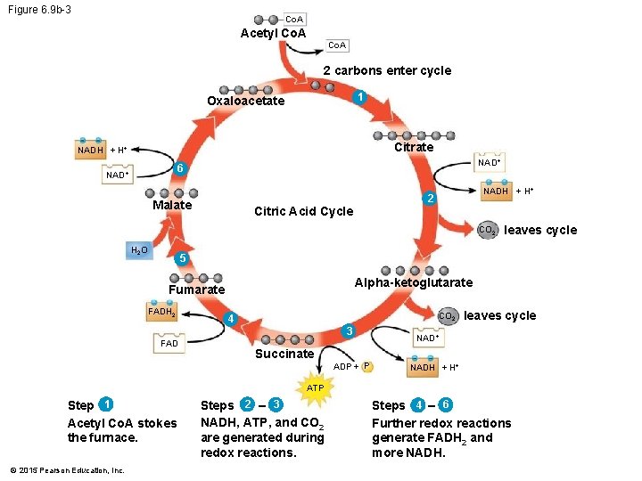 Figure 6. 9 b-3 Co. A Acetyl Co. A 2 carbons enter cycle 1