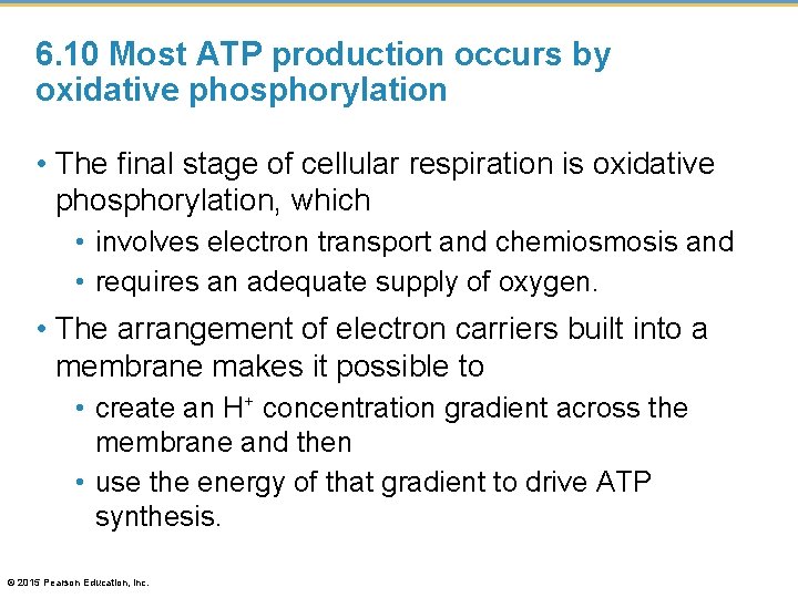 6. 10 Most ATP production occurs by oxidative phosphorylation • The final stage of