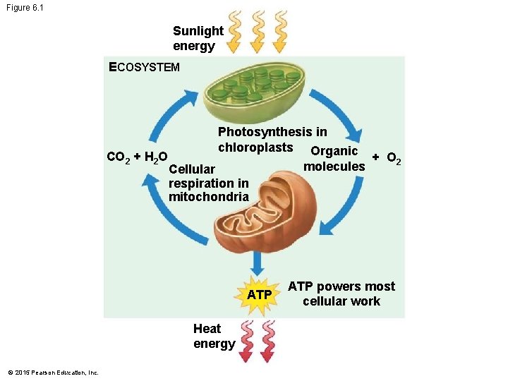 Figure 6. 1 Sunlight energy ECOSYSTEM CO 2 + H 2 O Photosynthesis in