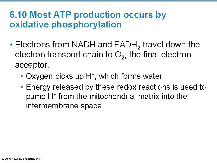 6. 10 Most ATP production occurs by oxidative phosphorylation • Electrons from NADH and