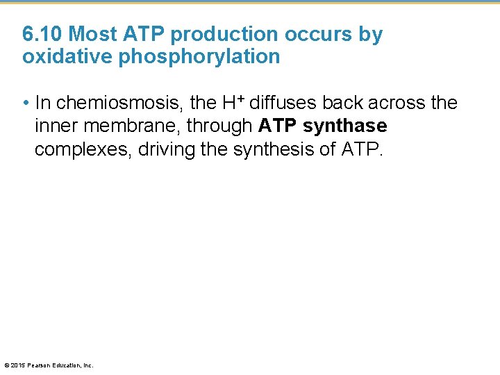 6. 10 Most ATP production occurs by oxidative phosphorylation • In chemiosmosis, the H+