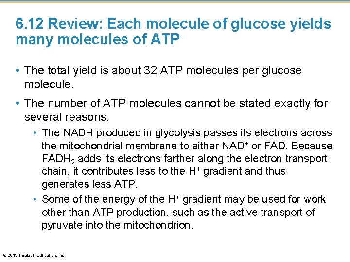 6. 12 Review: Each molecule of glucose yields many molecules of ATP • The