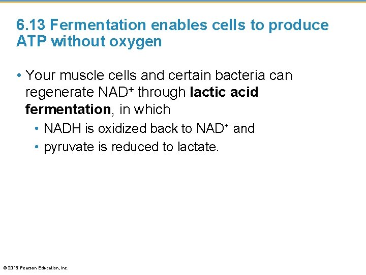 6. 13 Fermentation enables cells to produce ATP without oxygen • Your muscle cells