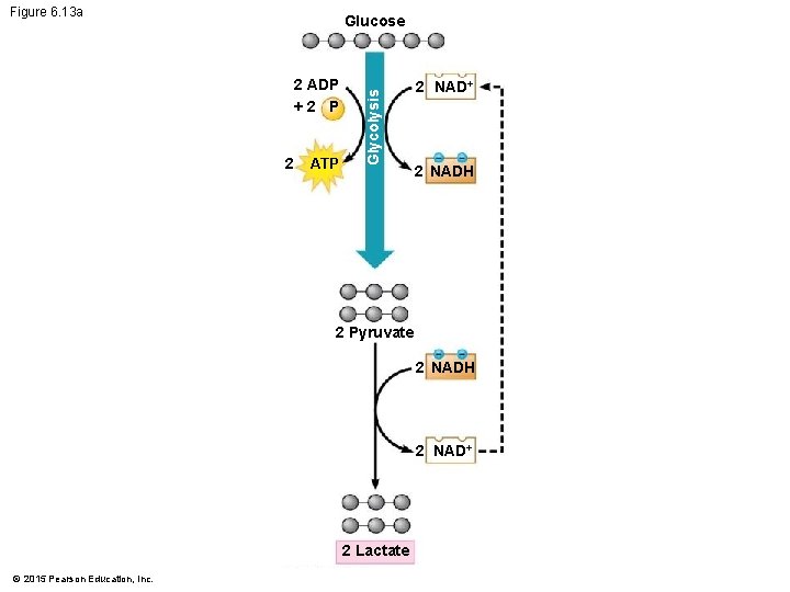 Figure 6. 13 a 2 ADP +2 P 2 ATP Glycolysis Glucose 2 NAD+