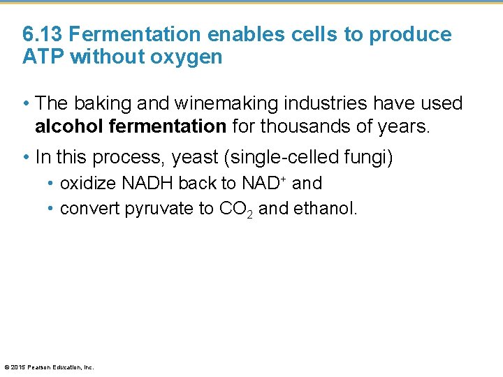 6. 13 Fermentation enables cells to produce ATP without oxygen • The baking and