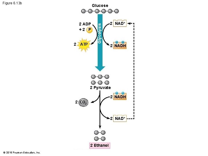 Figure 6. 13 b 2 ADP +2 P 2 ATP Glycolysis Glucose 2 NAD+