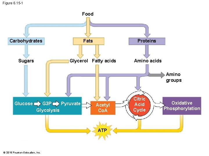 Figure 6. 15 -1 Food Carbohydrates Sugars Fats Proteins Glycerol Fatty acids Amino groups