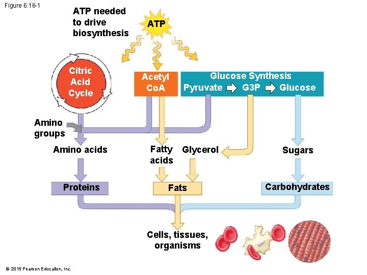 Figure 6. 16 -1 ATP needed to drive biosynthesis Citric Acid Cycle ATP Acetyl
