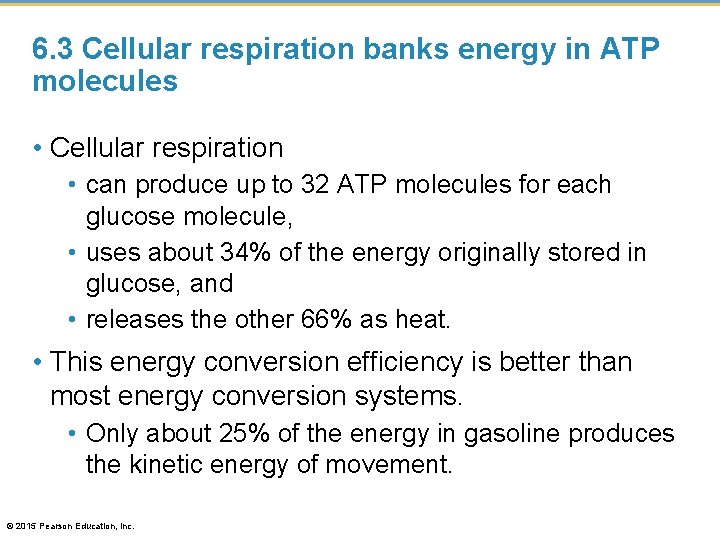 6. 3 Cellular respiration banks energy in ATP molecules • Cellular respiration • can