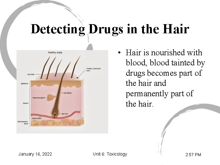 Detecting Drugs in the Hair • Hair is nourished with blood, blood tainted by
