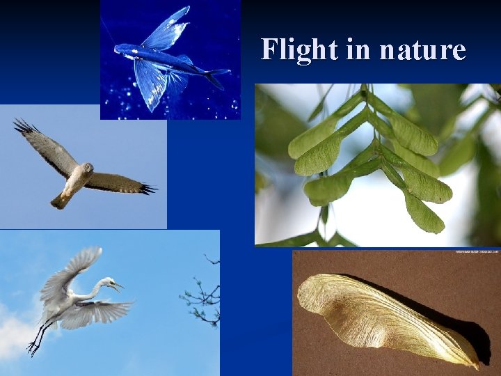 Flight Science Nature What is an aircraft A look at all