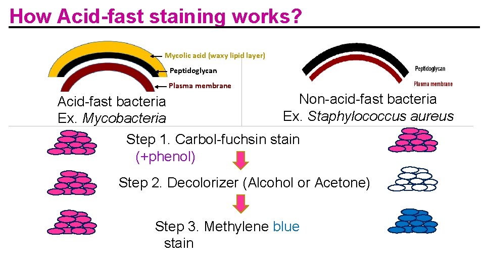 How Acid-fast staining works? Mycolic acid (waxy lipid layer) Peptidoglycan Plasma membrane Non-acid-fast bacteria