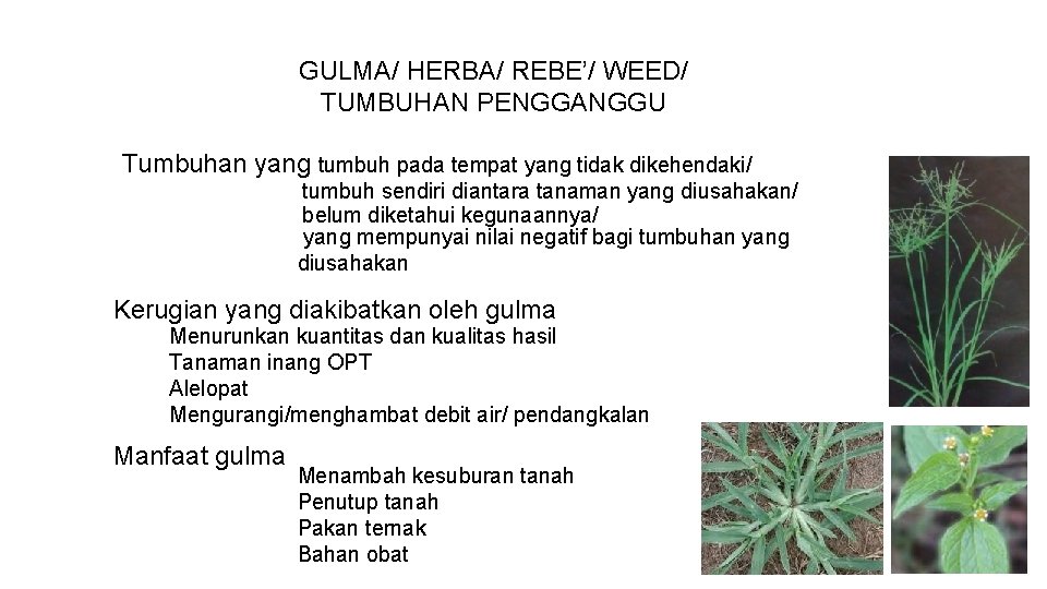 GULMA/ HERBA/ REBE’/ WEED/ TUMBUHAN PENGGANGGU Tumbuhan yang tumbuh pada tempat yang tidak dikehendaki/