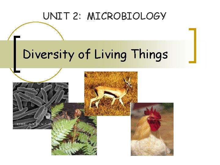 UNIT 2: MICROBIOLOGY Diversity of Living Things 