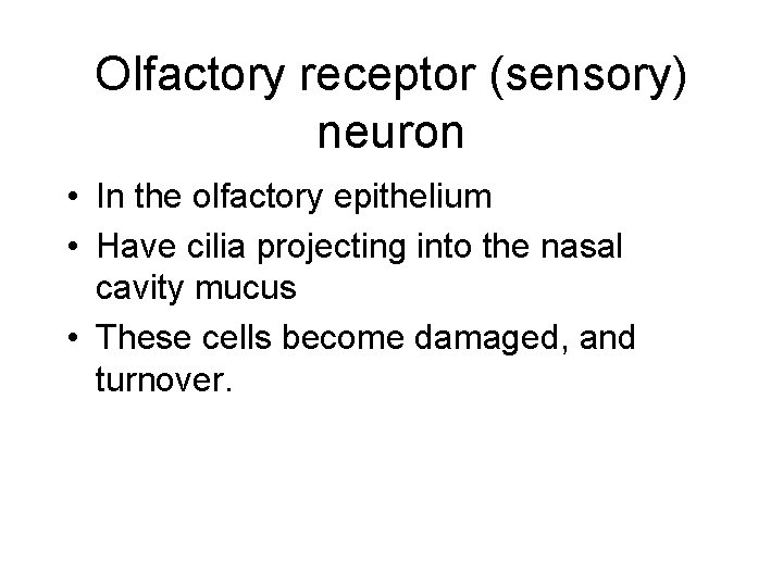 Olfactory receptor (sensory) neuron • In the olfactory epithelium • Have cilia projecting into