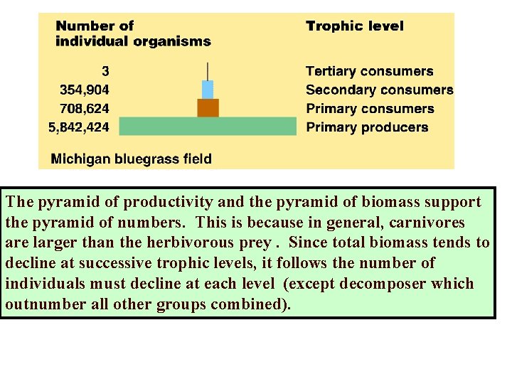 The pyramid of productivity and the pyramid of biomass support the pyramid of numbers.