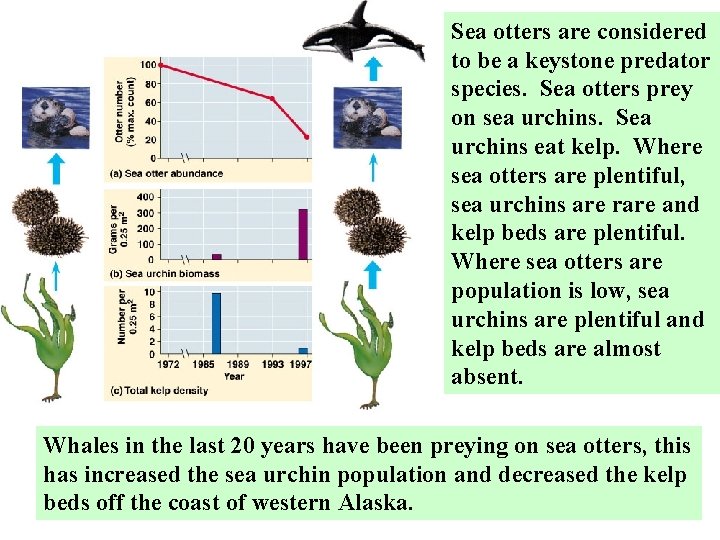 Sea otters are considered to be a keystone predator species. Sea otters prey on