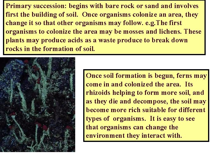 Primary succession: begins with bare rock or sand involves first the building of soil.