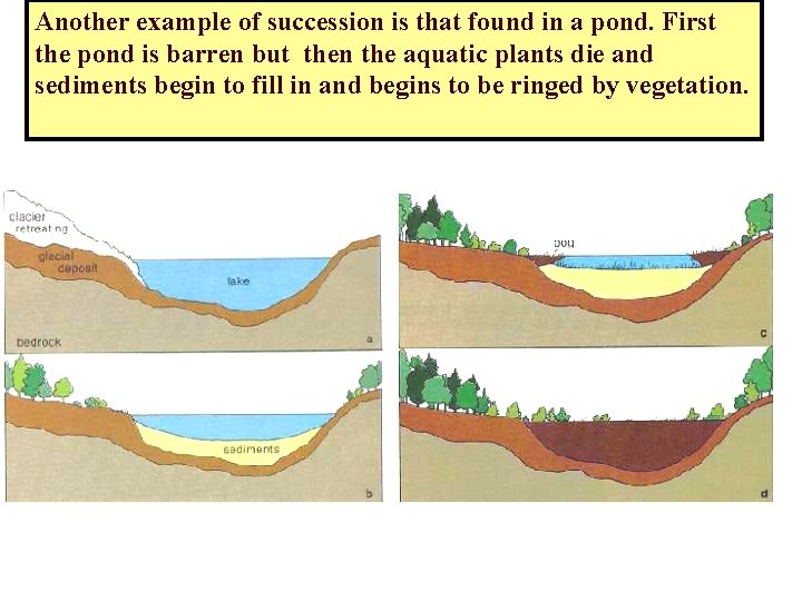 Another example of succession is that found in a pond. First the pond is