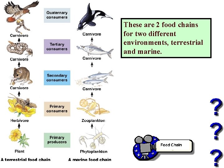 These are 2 food chains for two different environments, terrestrial and marine. 