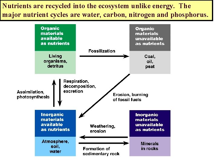 Nutrients are recycled into the ecosystem unlike energy. The major nutrient cycles are water,