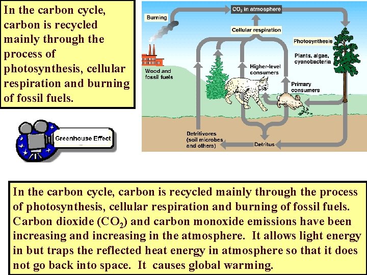 In the carbon cycle, carbon is recycled mainly through the process of photosynthesis, cellular