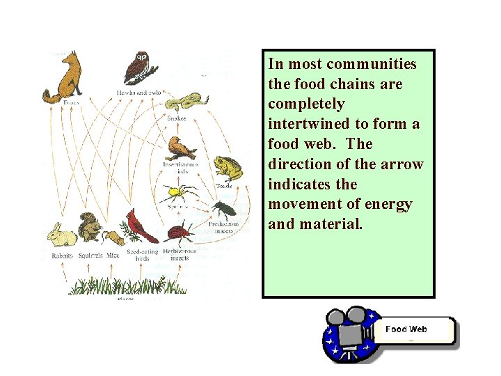 In most communities the food chains are completely intertwined to form a food web.
