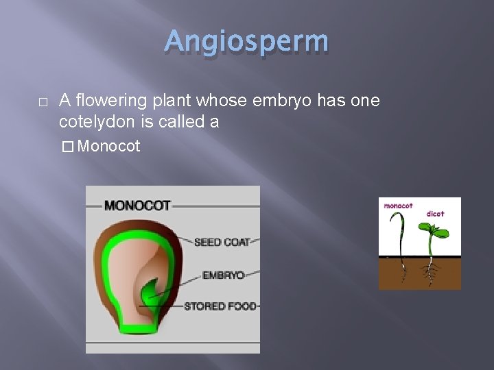 Angiosperm � A flowering plant whose embryo has one cotelydon is called a �