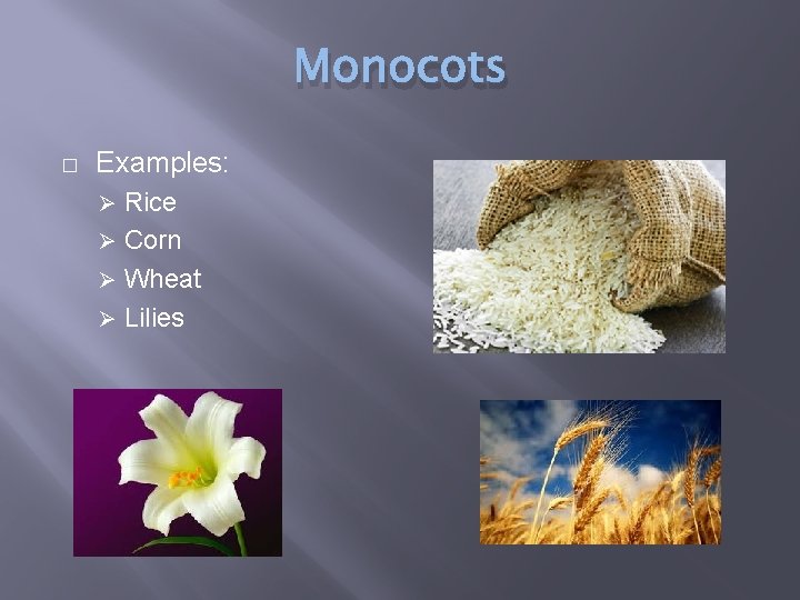 Monocots � Examples: Rice Ø Corn Ø Wheat Ø Lilies Ø 