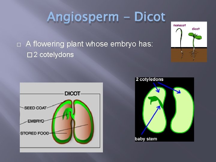 Angiosperm - Dicot � A flowering plant whose embryo has: � 2 cotelydons 