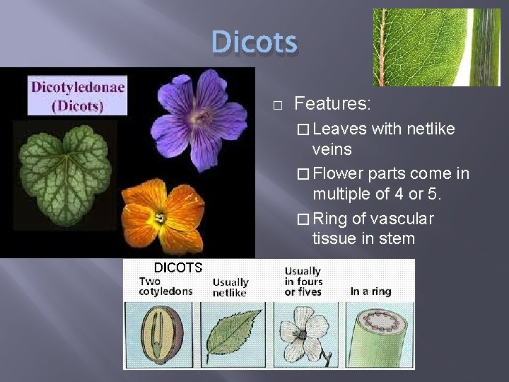 Dicots � Features: � Leaves with netlike veins � Flower parts come in multiple