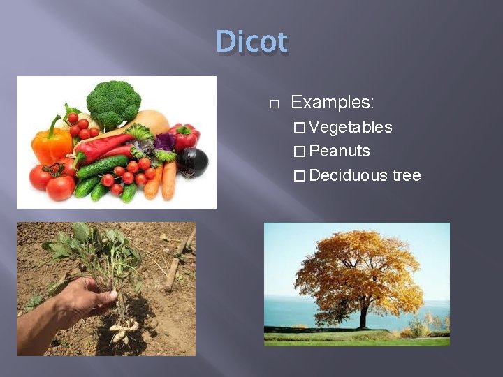 Dicot � Examples: � Vegetables � Peanuts � Deciduous tree 