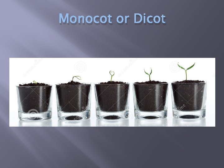 Monocot or Dicot 