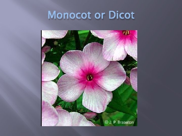 Monocot or Dicot 