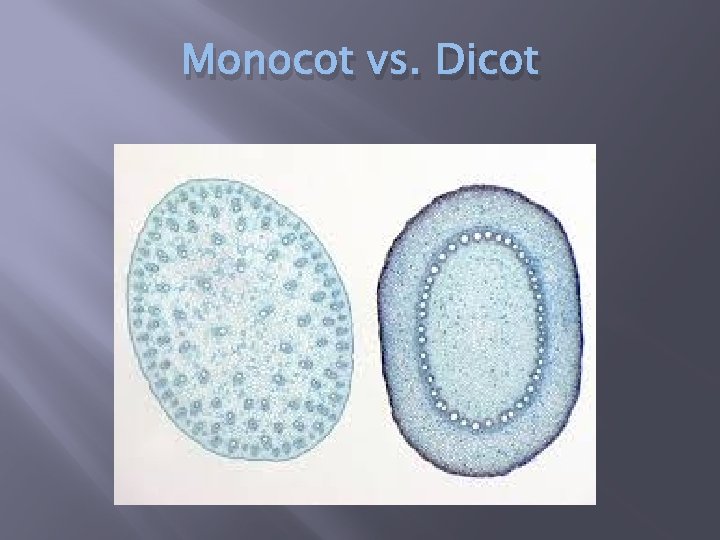 Monocot vs. Dicot 