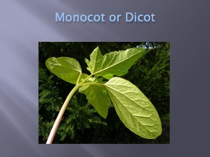 Monocot or Dicot 