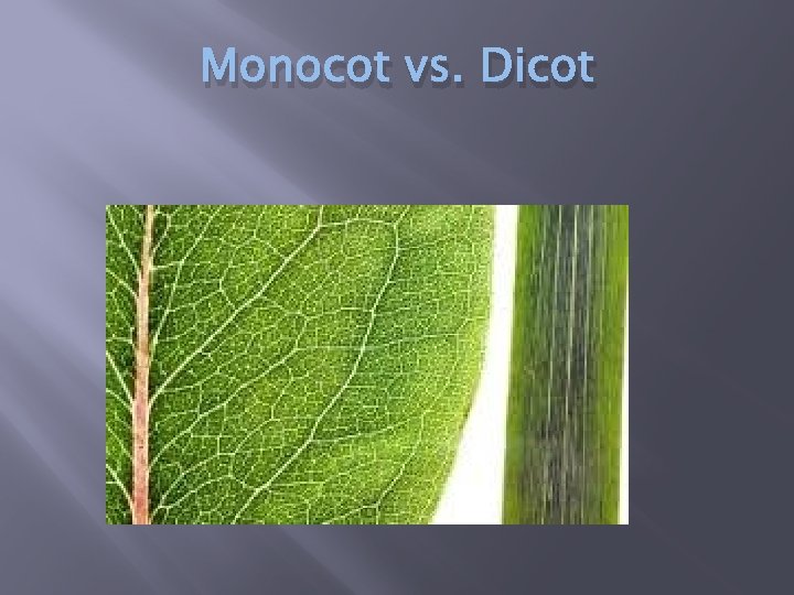 Monocot vs. Dicot 