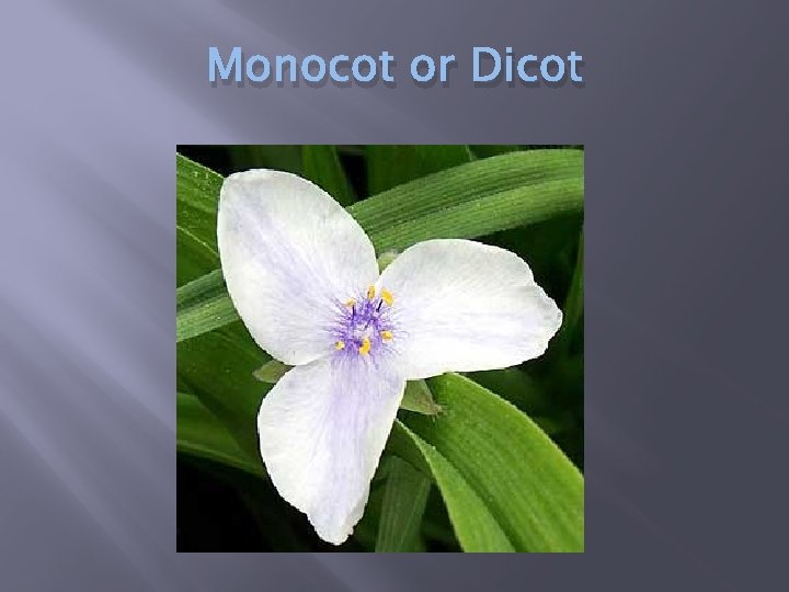 Monocot or Dicot 