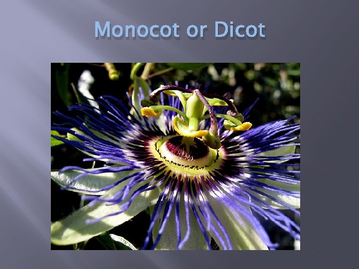 Monocot or Dicot 