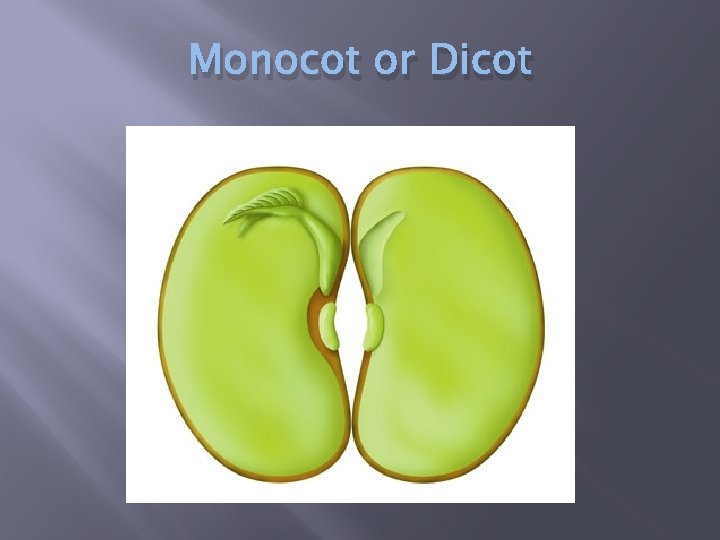 Monocot or Dicot 