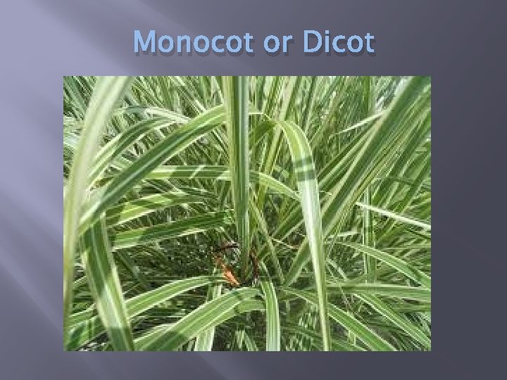 Monocot or Dicot 