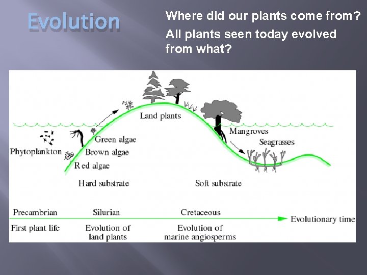 Evolution Where did our plants come from? All plants seen today evolved from what?