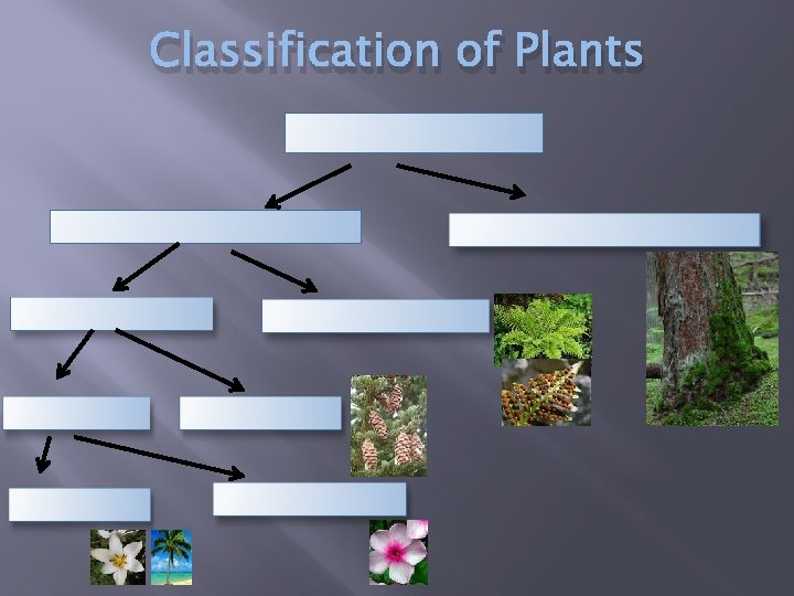 Classification of Plants 