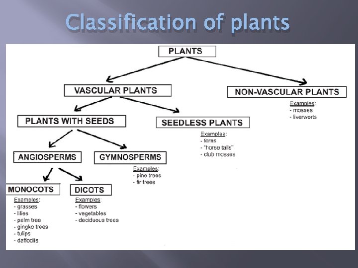 Classification of plants 