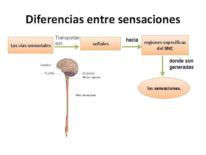 Diferencias entre sensaciones Transportan Las vías sensoriales sus señales hacia regiones especificas del SNC